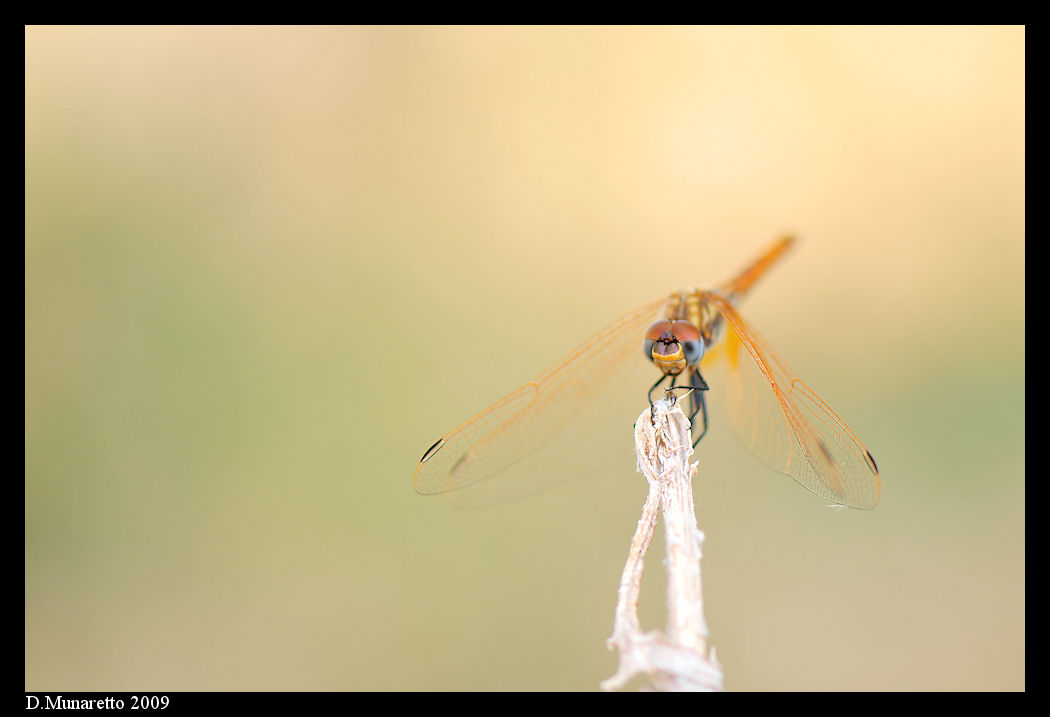 Libellule...nella nebbia!